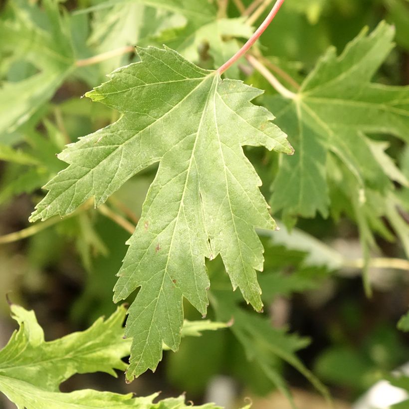 Acer saccharinum Laciniatum Wieri - Zilveresdoorn (Blad)