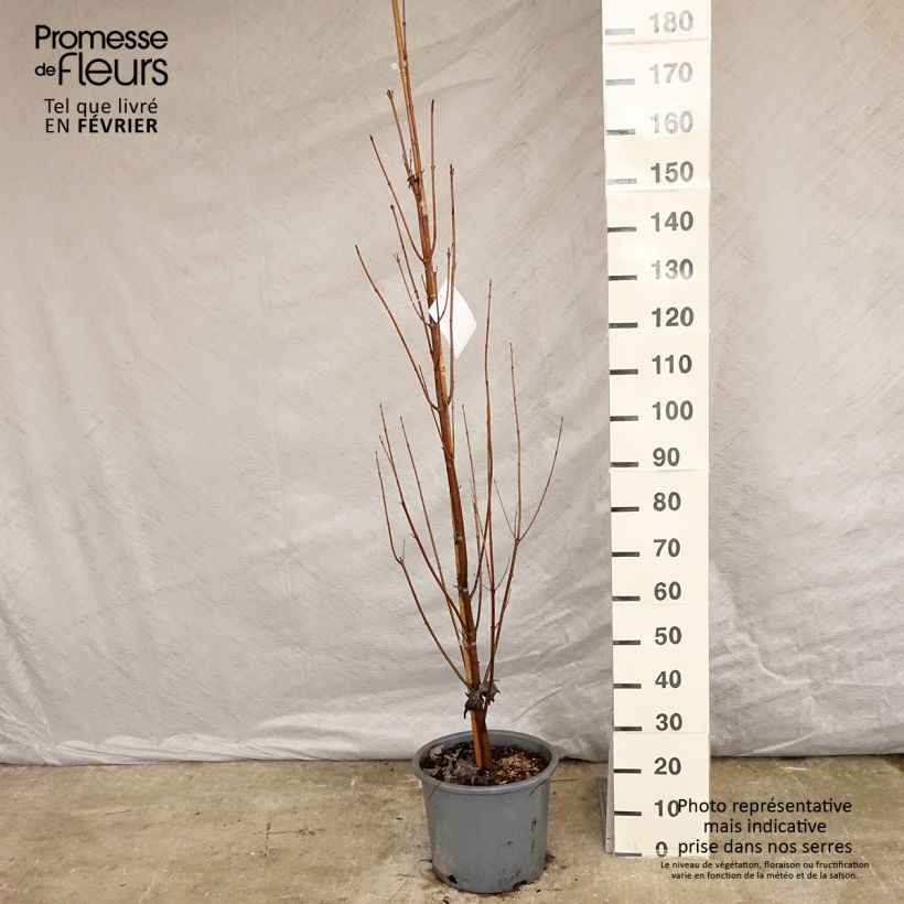 Example of Acer saccharinum Pyramidale - Érable argenté Pot van 12 l/15 l as you get in hiver