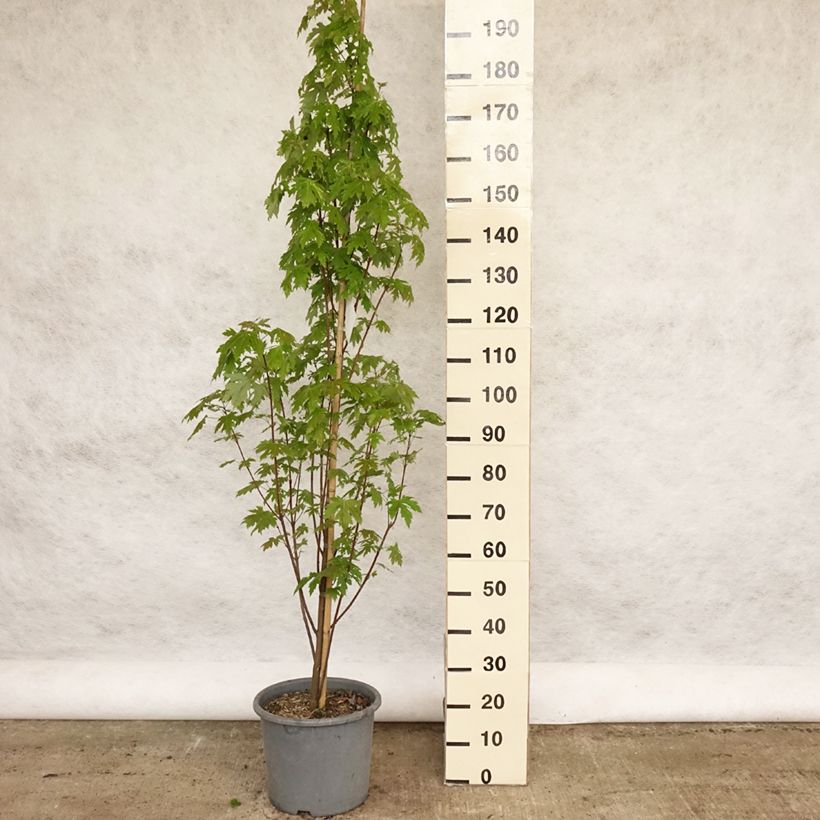 Exemplaar van Acer saccharinum Pyramidale - Zilveresdoorn Pot van 12 l/15 l zoals geleverd in de lente