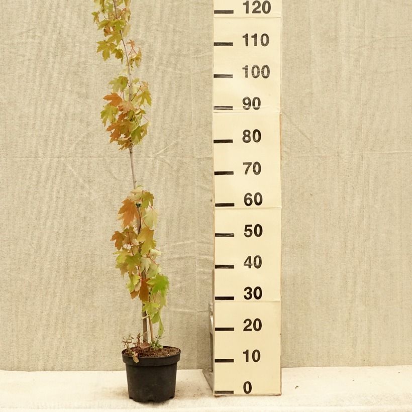 Exemplaar van Acer saccharinum Pyramidale - Zilveresdoorn Pot van 3 l/4 l zoals geleverd in de zomer