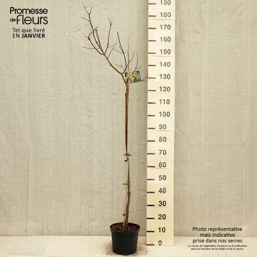 Example of Acer truncatum Akikaze-nishiki - Erable Shantung Pot van 4 l/5 l as you get in hiver