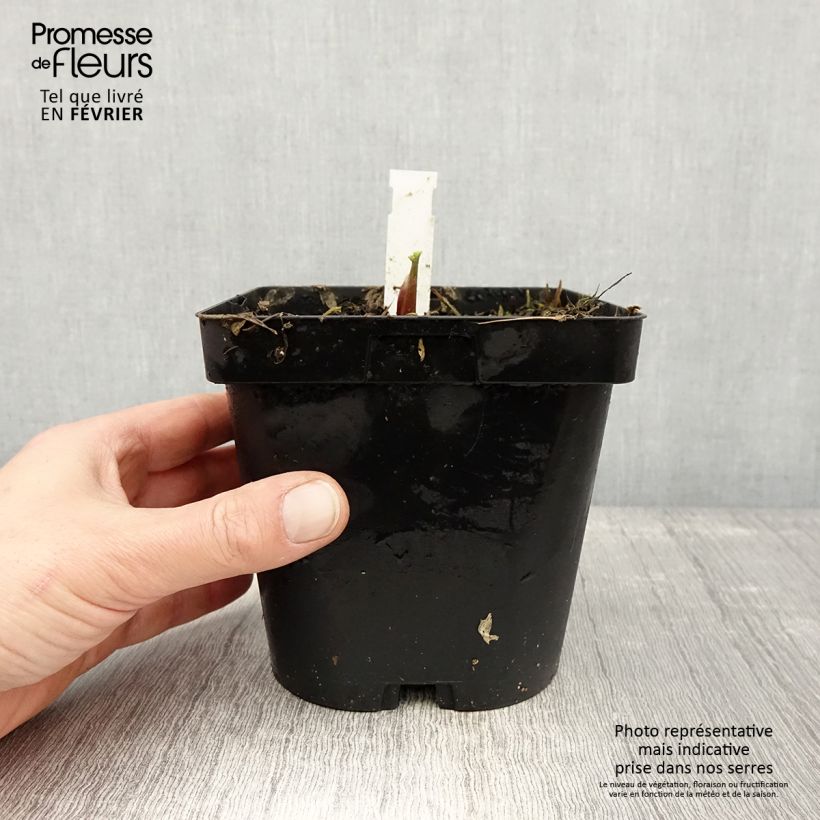 Example of Levisticum officinale - Lavas Pot van 2 l/3 l as you get in hiver