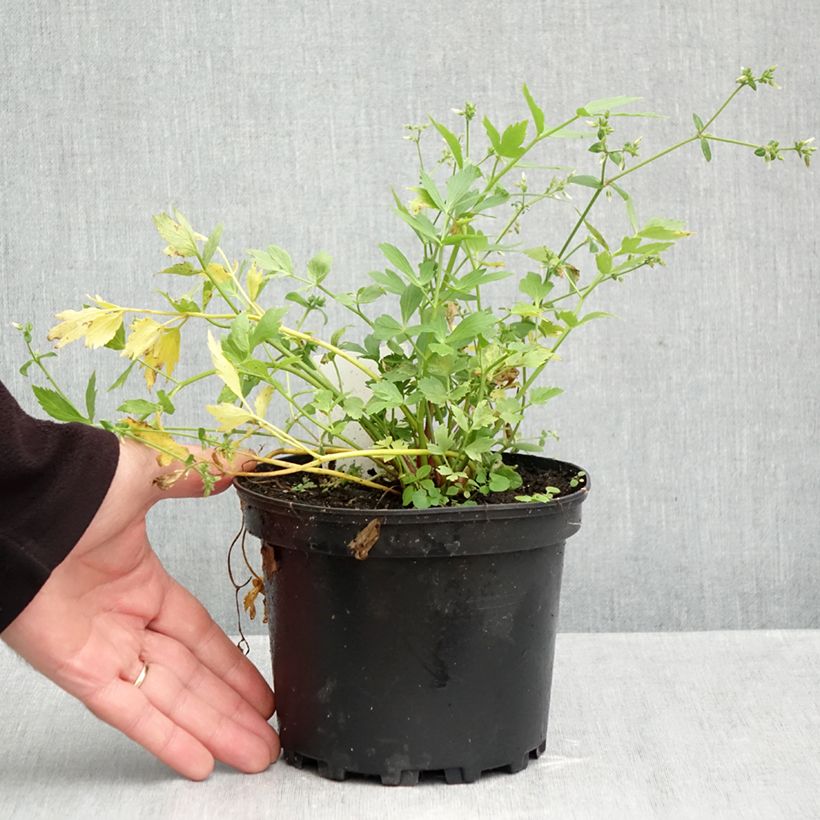 Exemplaar van Levisticum officinale - Lavas Pot van 2 l/3 l zoals geleverd in de herfst