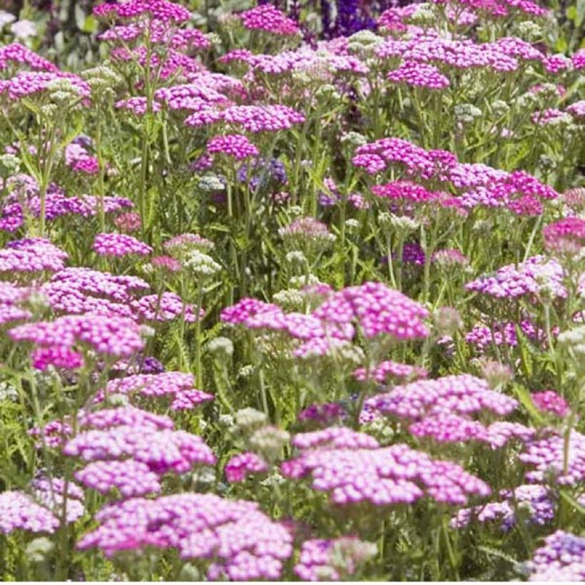 Achillea millefolium Lilac Beauty - Duizendblad (Plant habit)