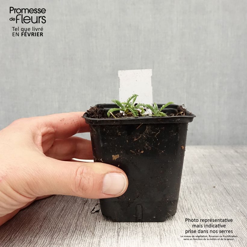 Example of Achillea clypeolata - Achillée Kweekpotje van 8/9 cm as you get in hiver