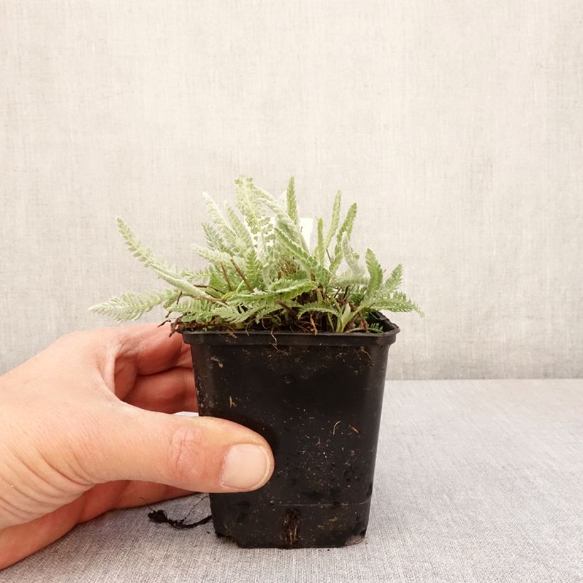Exemplaar van Achillea clypeolata - Duizendblad Kweekpotje van 8/9 cm zoals geleverd in de lente
