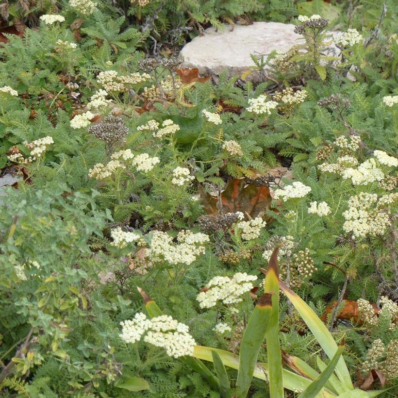Achillea crithmifolia - Duizendblad (Plant habit)
