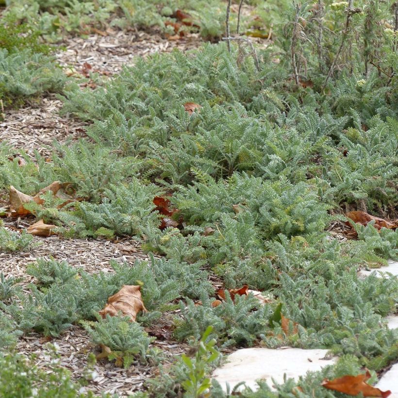 Achillea crithmifolia - Duizendblad (Foliage)