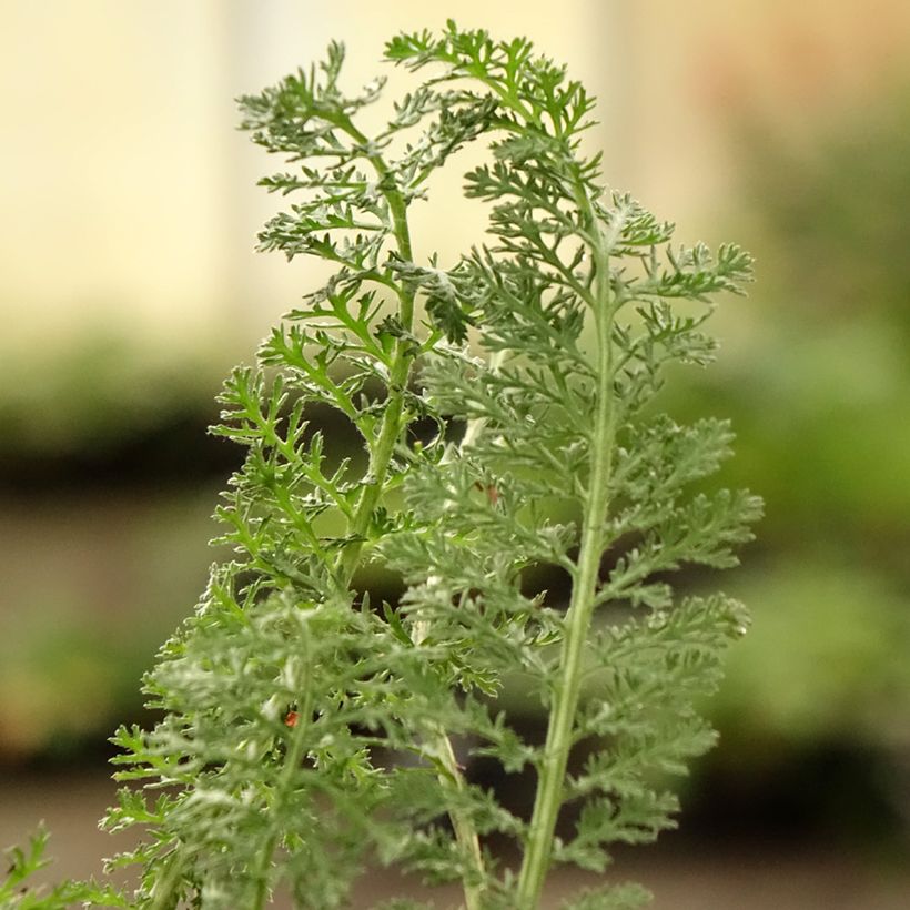 Achillea hybride Little Moonshine - Duizendblad (Blad)