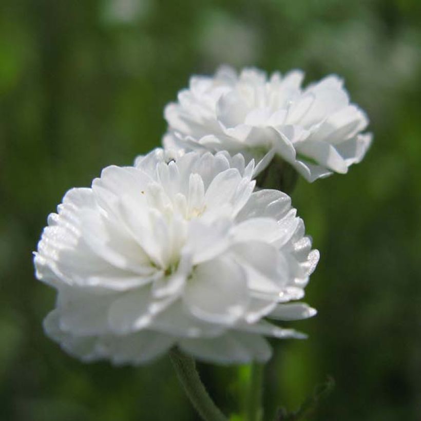Achillea ptarmica The Pearl - Wilde bertram (Flowering)