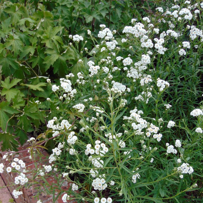 Achillea ptarmica The Pearl - Wilde bertram (Plant habit)