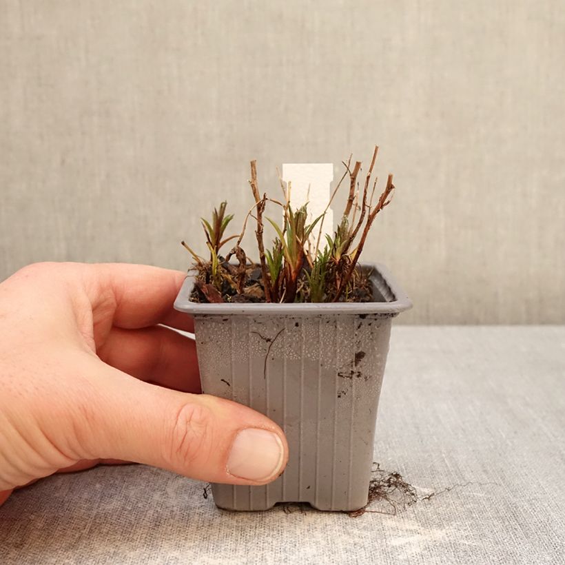 Exemplaar van Achillea ptarmica Boule de Neige - Wilde bertram Kweekpotje van 8/9 cm zoals geleverd in de winter