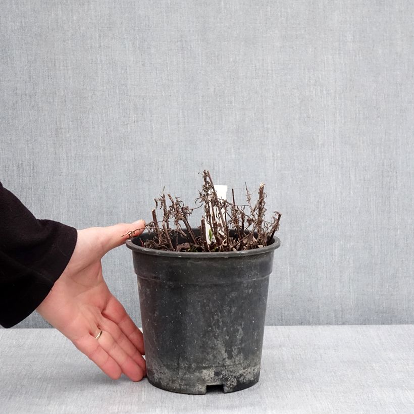 Example of Achillea ptarmica Diadem - Bouton d'argent Pot van 2 l/3 l as you get in hiver