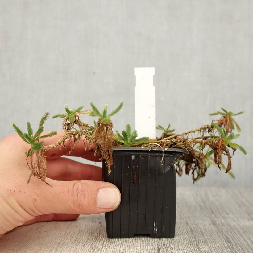 Exemplaar van Achillea tomentosa Aurea - Duizendblad Kweekpotje van 8/9 cm zoals geleverd in de lente