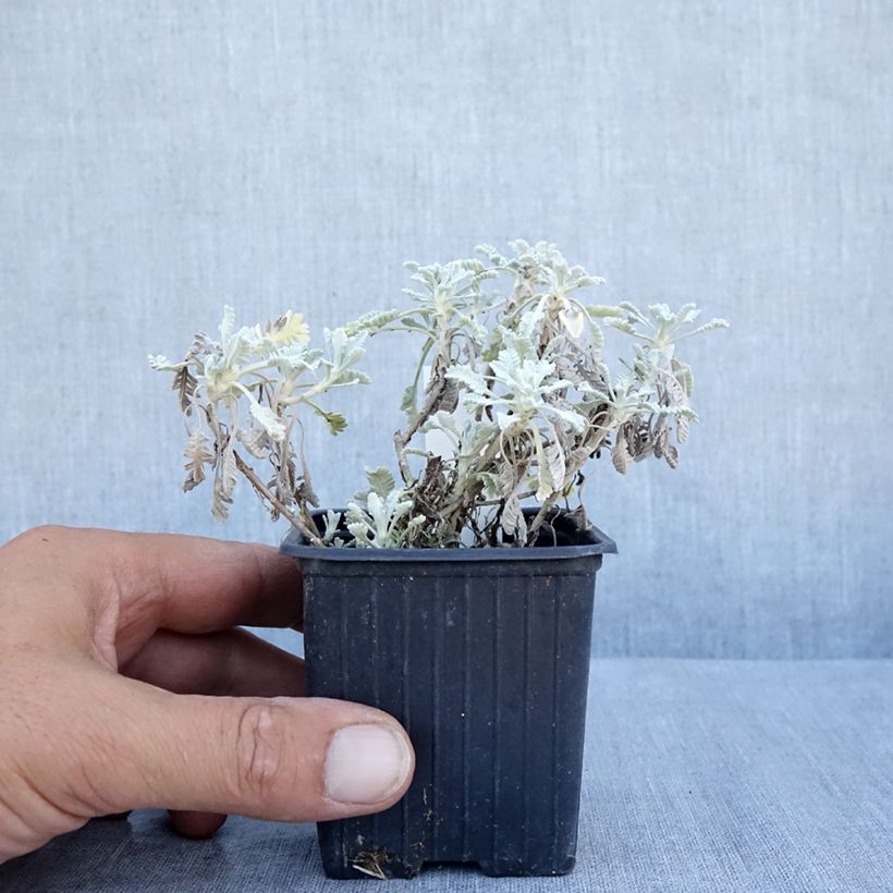 Exemplaar van Achillea umbellata - Duizendblad Kweekpotje van 8/9 cm zoals geleverd in de zomer
