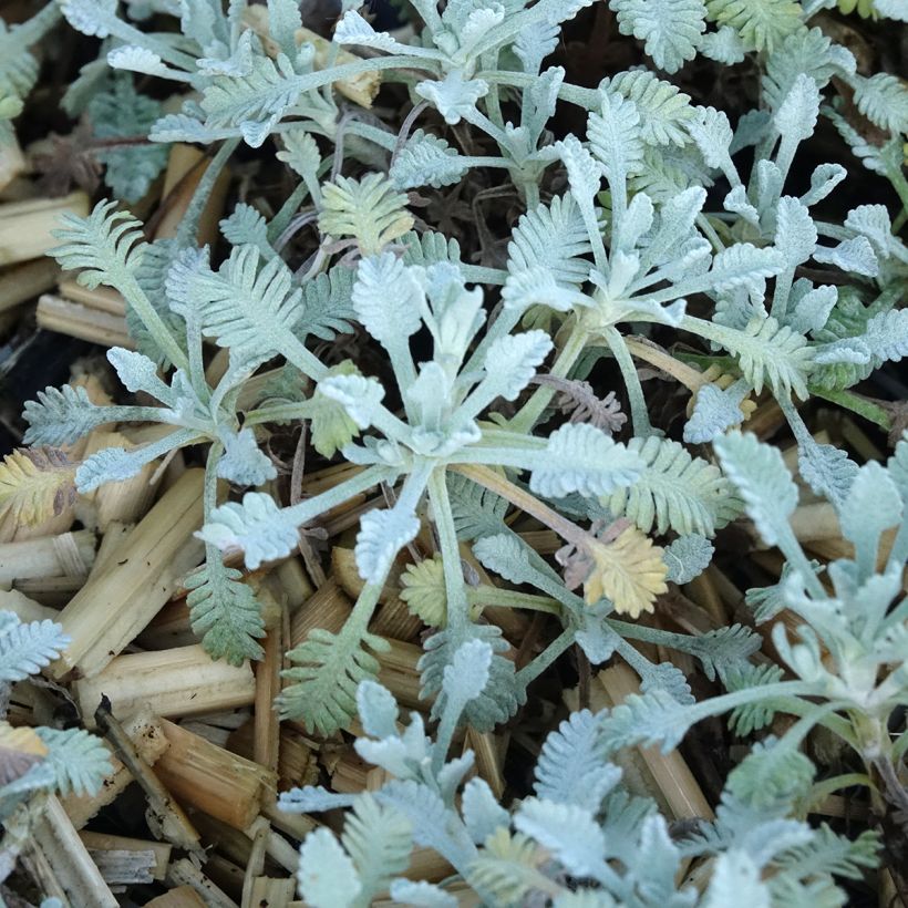 Achillea umbellata - Duizendblad (Blad)