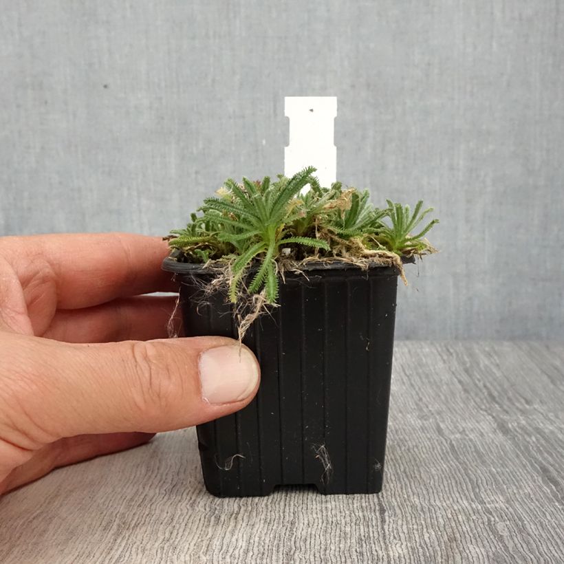 Example of Achillea x lewisii King Edward - Achillée Kweekpotje van 8/9 cm as you get in printemps