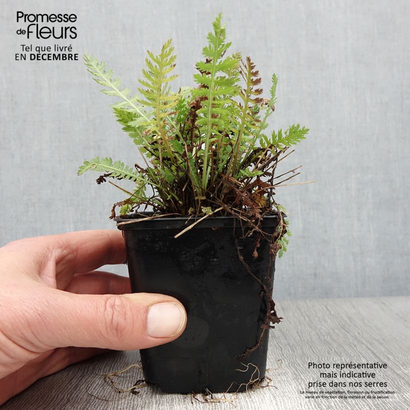 Exemplaar van Achillea filipendulina Parker's Variety - Duizendblad Kweekpotje van 8/9 cm zoals geleverd in de herfst