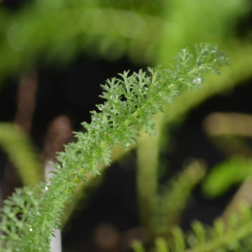 Achillea millefolium Apfelblute - Duizendblad (Foliage)