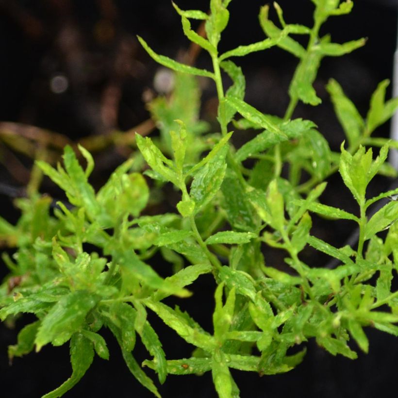 Achillea ptarmica Perry's White - Wilde bertram (Foliage)