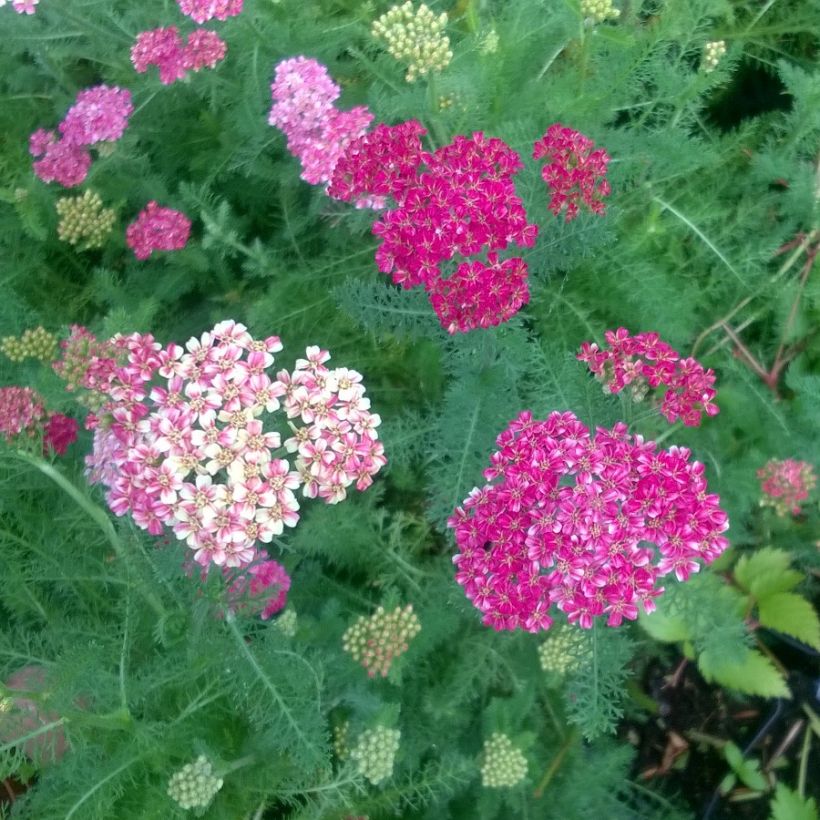 Achillea millefolium Desert Eve Deep Rose - Duizendblad (Bloei)