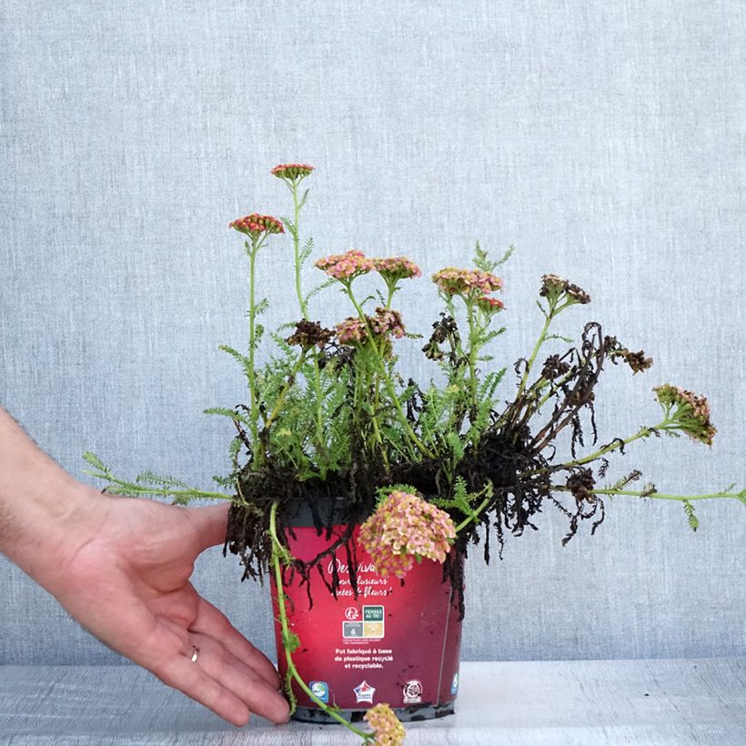 Exemplaar van Achillea millefolium Desert Eve Red - Duizendblad Pot van 2 l/3 l zoals geleverd in de zomer