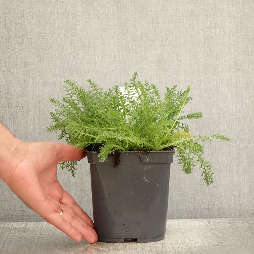 Exemplaar van Achillea millefolium Desert Eve Terracotta - Duizendblad Pot van 2 l/3 l zoals geleverd in de zomer