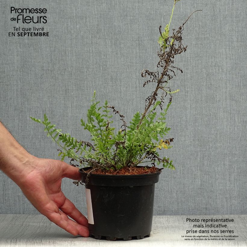 Exemplaar van Achillea filipendulina Cloth of Gold - Duizendblad Pot van 2 l/3 l zoals geleverd in de herfst