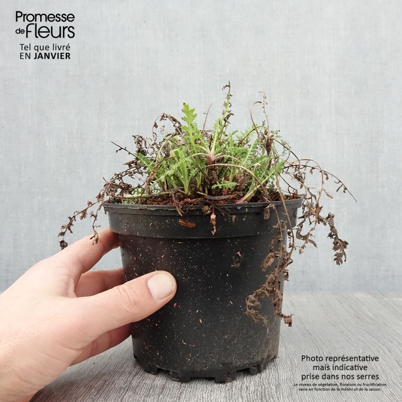 Example of Achillée filipendulina Cloth of Gold Pot van 2 l/3 l as you get in hiver