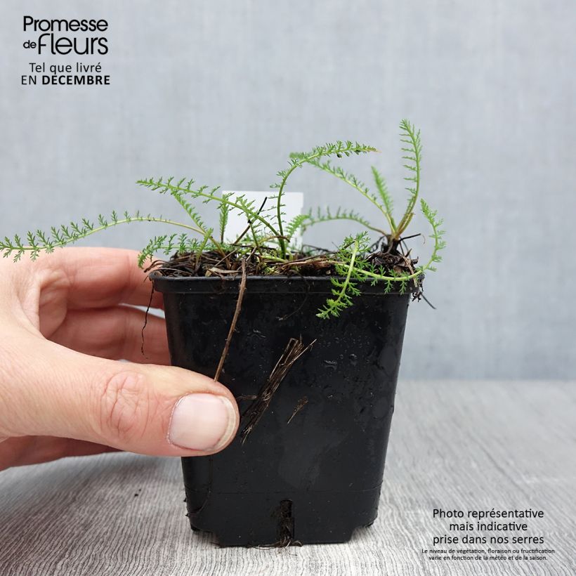 Example of Achillea millefolium Cassis - Duizendblad Kweekpotje van 8/9 cm as you get in hiver