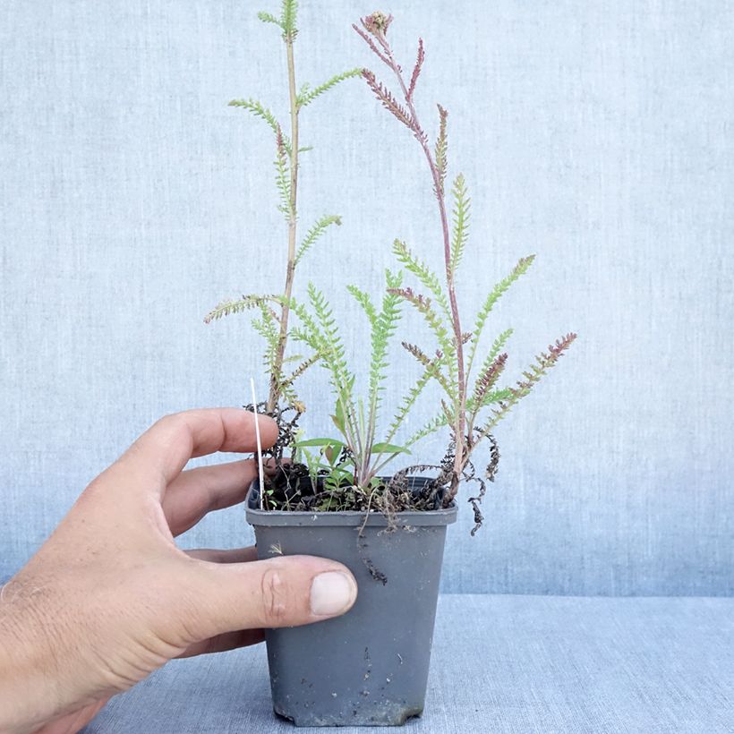 Exemplaar van Achillea millefolium Hannelore Pahl - Duizendblad Kweekpotje van 8/9 cm zoals geleverd in de zomer