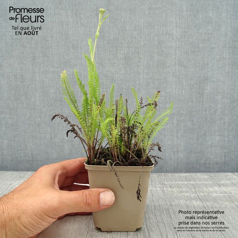 Exemplaar van Achillea millefolium Red Beauty - Duizendblad Kweekpotje van 8/9 cm zoals geleverd in de zomer