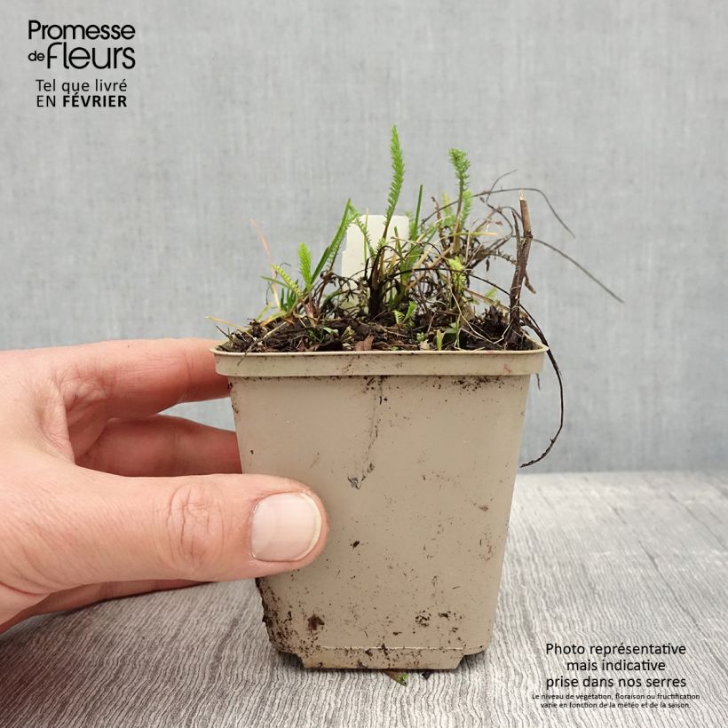 Example of Achillée millefeuille Red Beauty Kweekpotje van 8/9 cm as you get in hiver