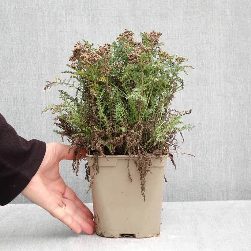 Exemplaar van Achillea millefolium Saucy Seduction - Duizendblad Pot van 2 l/3 l zoals geleverd in de herfst