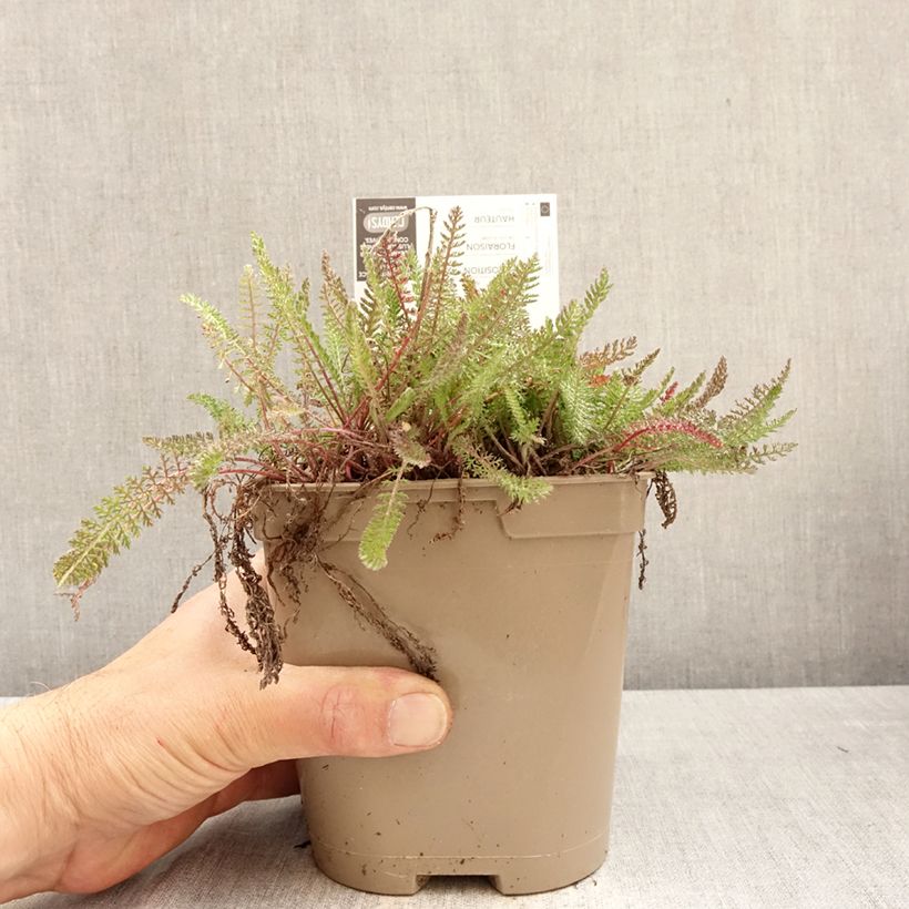 Exemplaar van Achillea millefolium Saucy Seduction - Duizendblad Pot van 2 l/3 l zoals geleverd in de lente