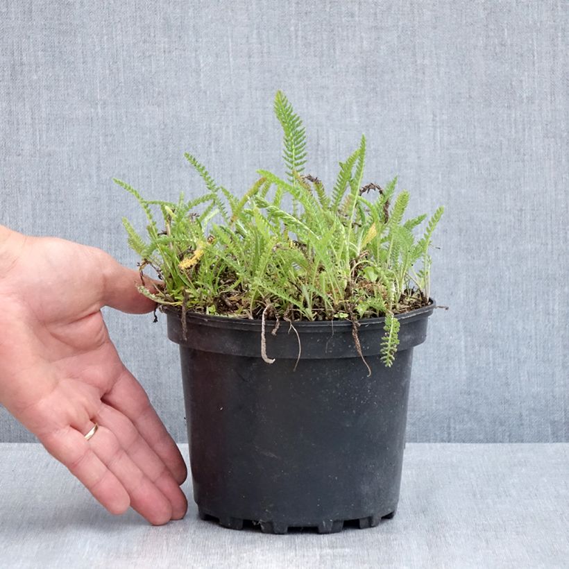 Exemplaar van Achillea millefolium White Beauty - Duizendblad Pot van 2 l/3 l zoals geleverd in de lente