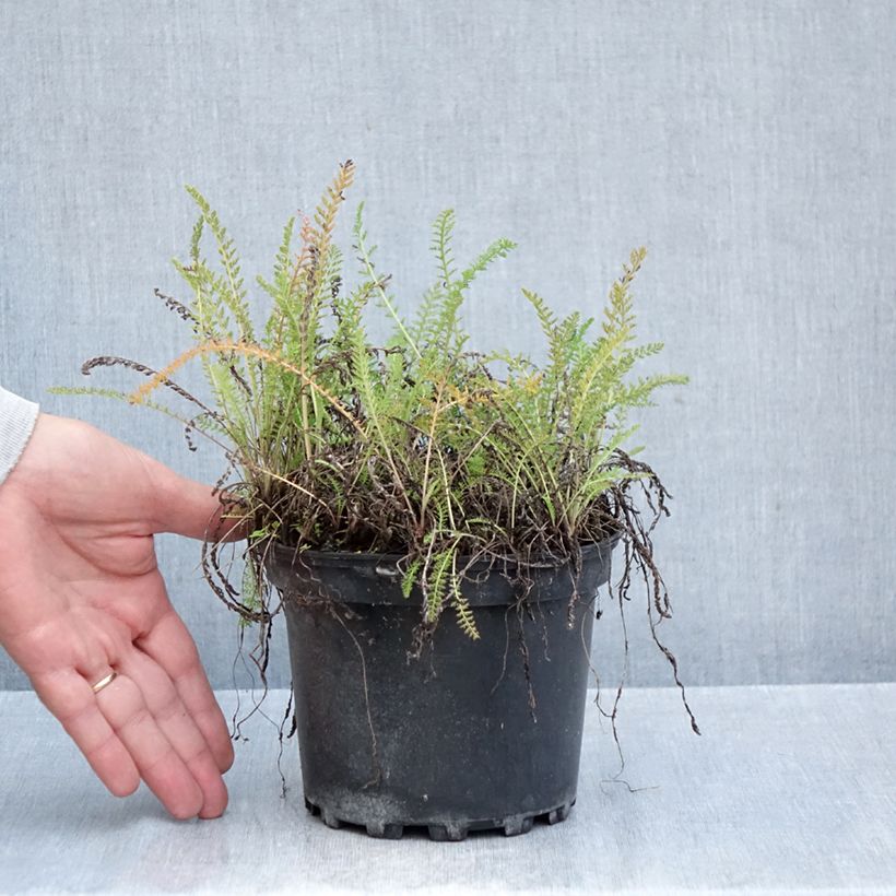 Exemplaar van Achillea millefolium White Beauty - Duizendblad Pot van 2 l/3 l zoals geleverd in de herfst