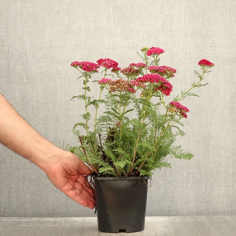 Exemplaar van Achillea millefolium Apricot Delight - Duizendblad Pot van 2 l/3 l zoals geleverd in de zomer