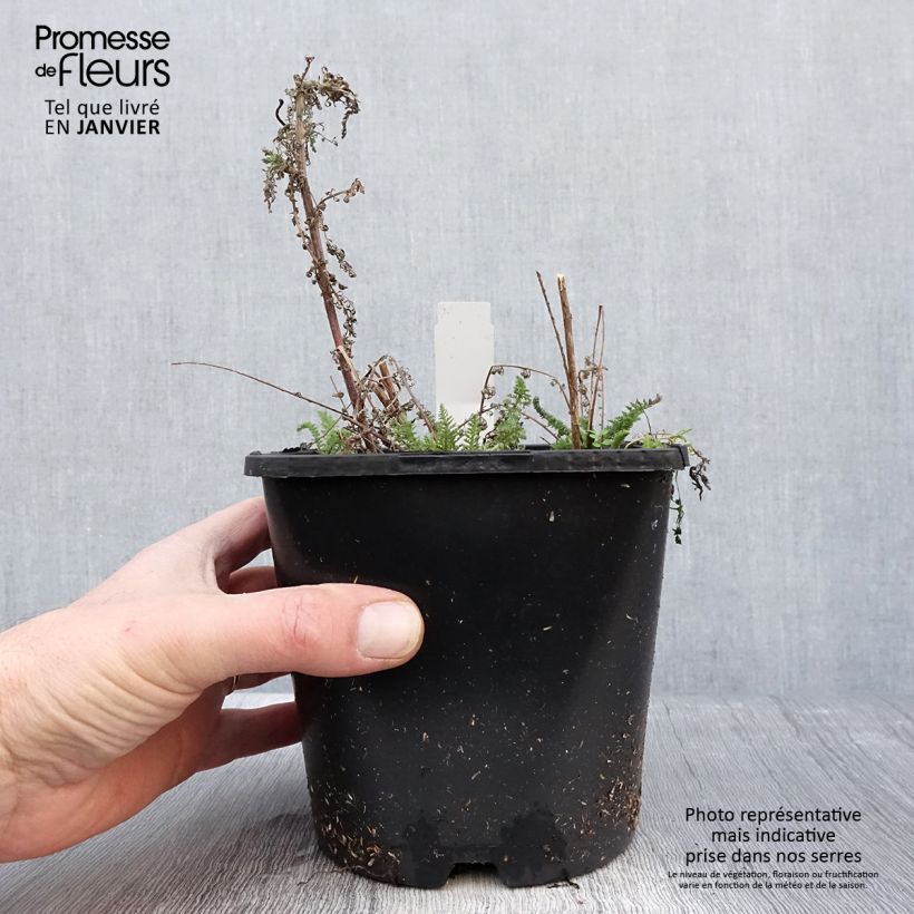 Example of Achillea millefolium Apricot Delight - Duizendblad Pot van 2 l/3 l as you get in hiver