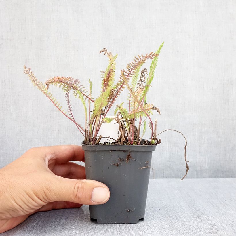 Exemplaar van Achillea millefolium Apfelblute - Duizendblad Kweekpotje van 8/9 cm zoals geleverd in de zomer