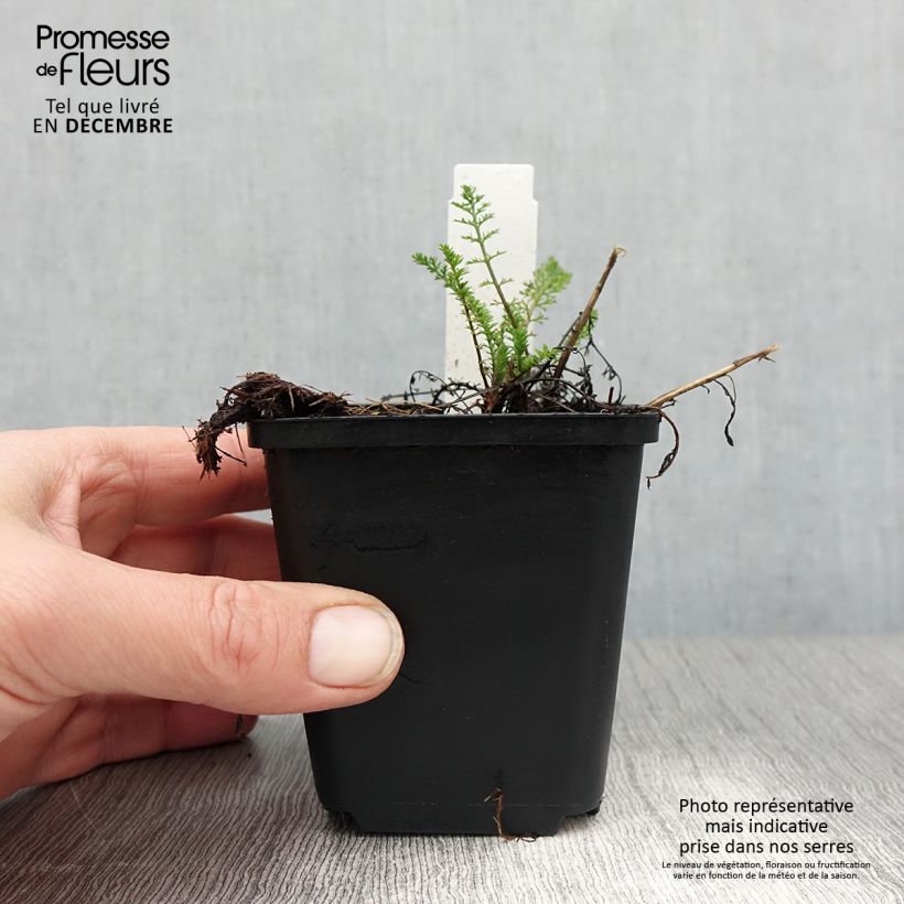 Example of Achillea millefolium Excel - Duizendblad Kweekpotje van 8/9 cm as you get in hiver