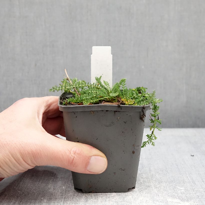 Exemplaar van Achillea millefolium Hella Glashoff - Duizendblad Kweekpotje van 8/9 cm zoals geleverd in de winter