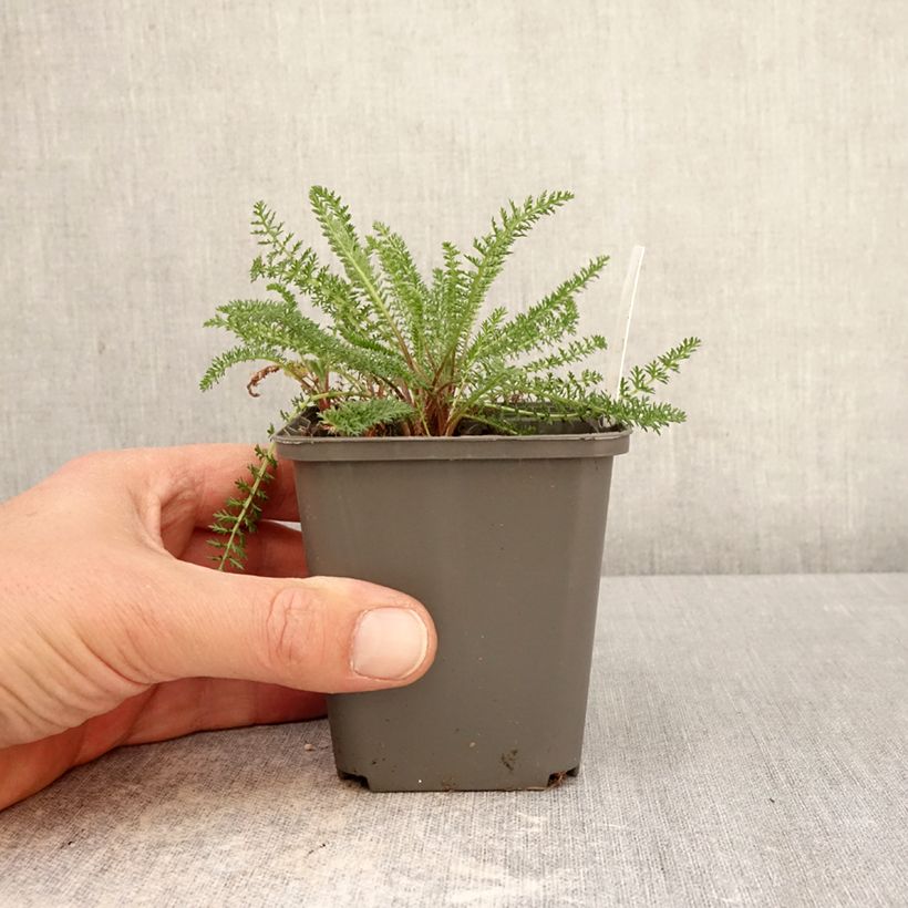 Exemplaar van Achillea millefolium Hella Glashoff - Duizendblad Kweekpotje van 8/9 cm zoals geleverd in de lente