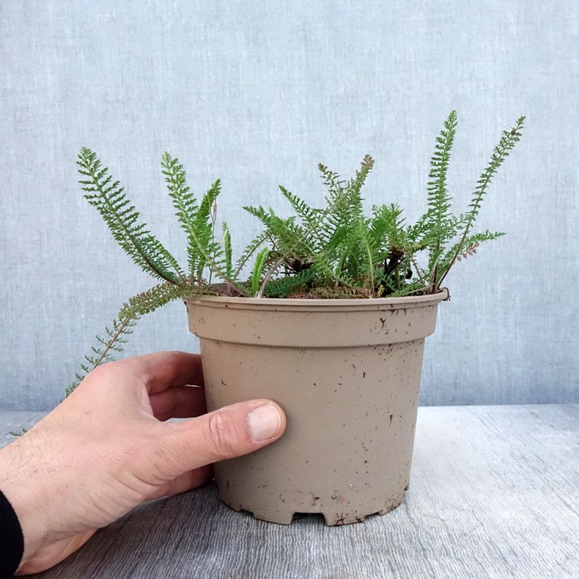 Exemplaar van Achillea millefolium Lilac Beauty - Duizendblad Pot van 2 l/3 l zoals geleverd in de lente