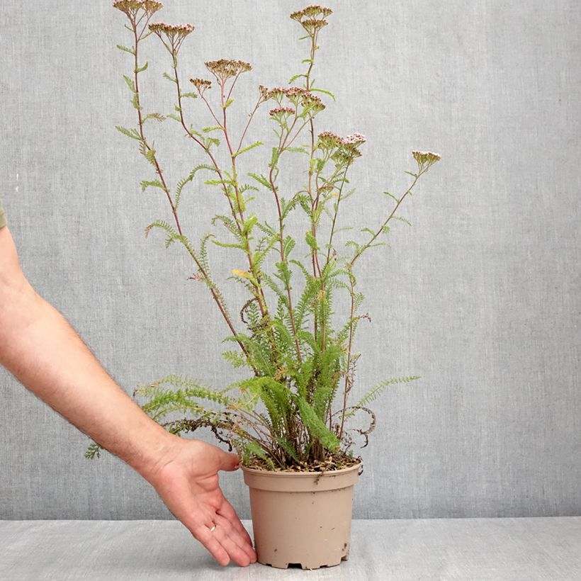 Exemplaar van Achillea millefolium Lilac Beauty - Duizendblad Pot van 2 l/3 l zoals geleverd in de zomer