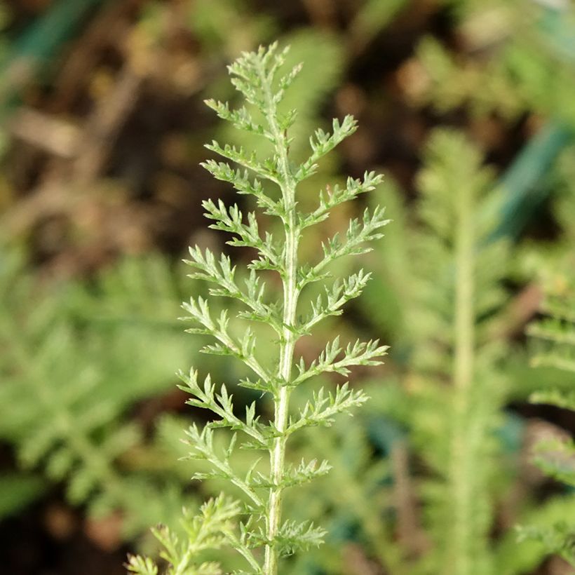 Achillea millefolium Peachy Seduction - Duizendblad (Blad)