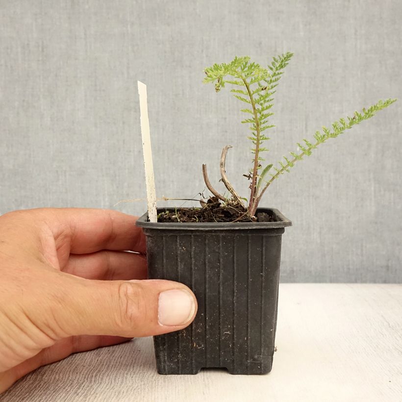 Exemplaar van Achillea millefolium Pomegranate - Duizendblad Kweekpotje van 7/8 cm zoals geleverd in de zomer