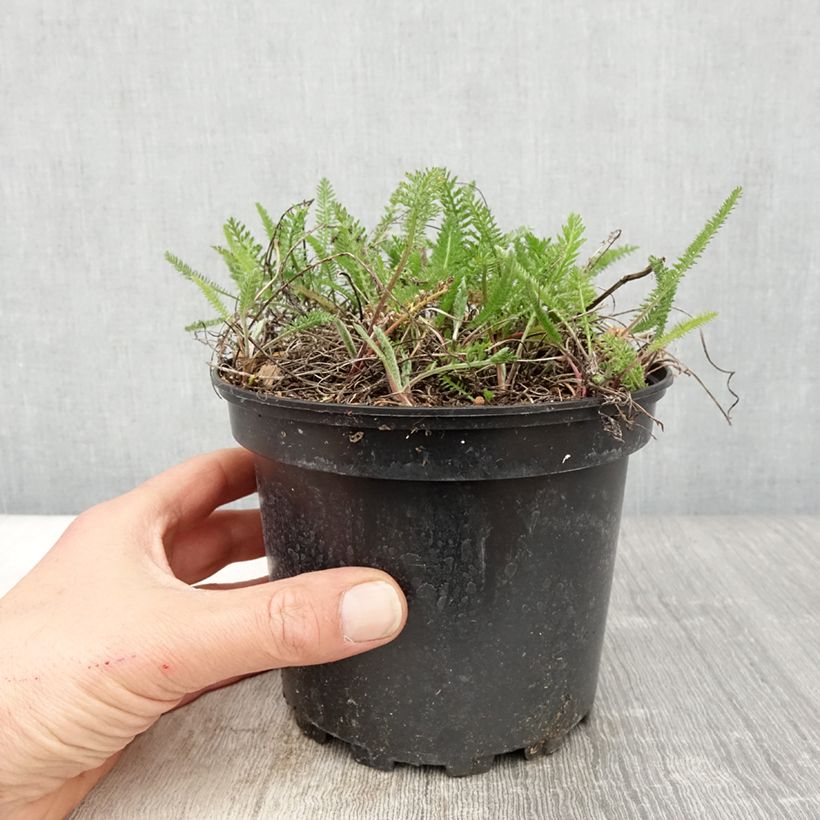 Exemplaar van Achillea millefolium Summer Pastels - Duizendblad Pot van 2 l/3 l zoals geleverd in de lente