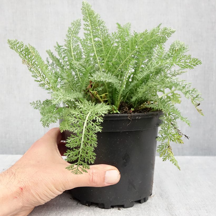 Exemplaar van Achillea millefolium Summer Pastels - Duizendblad Pot van 2 l/3 l zoals geleverd in de herfst