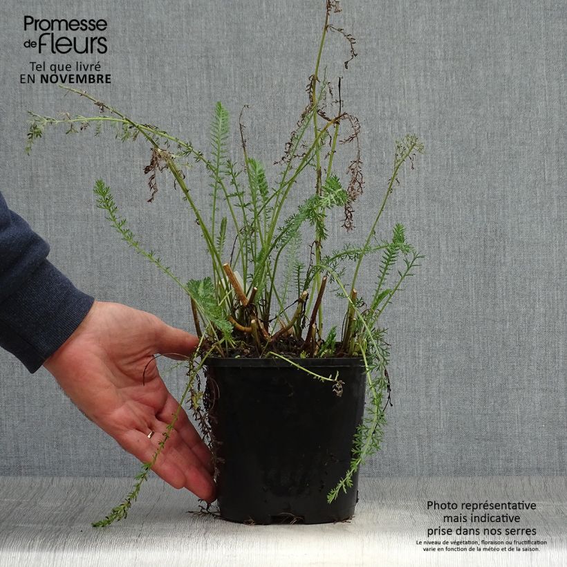 Exemplaar van Achillea millefolium Terracotta - Duizendblad Pot van 2 l/3 l zoals geleverd in de herfst
